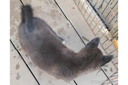成約済の千葉県のミックス犬-305838の2枚目