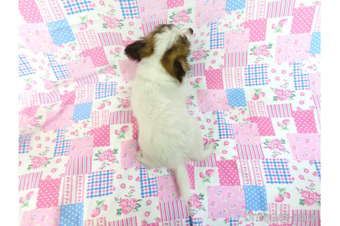 成約済の千葉県のパピヨン-302724の5枚目