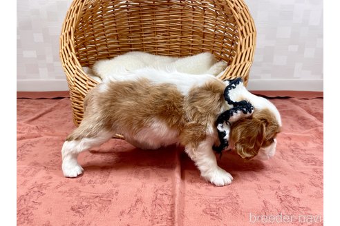 成約済の埼玉県のキャバリアキングチャールズスパニエル-311768の3枚目