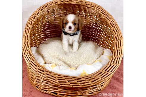 成約済の埼玉県のキャバリアキングチャールズスパニエル-309115の1枚目