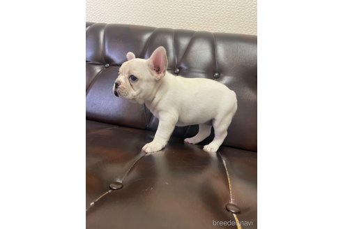 成約済の滋賀県のフレンチブルドッグ-305641の3枚目