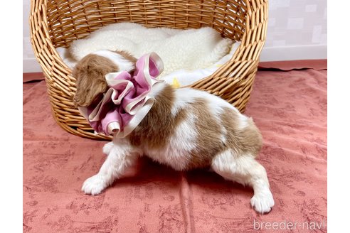 成約済の埼玉県のキャバリアキングチャールズスパニエル-309121の5枚目