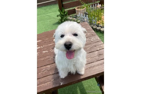 シオンちゃん1枚目