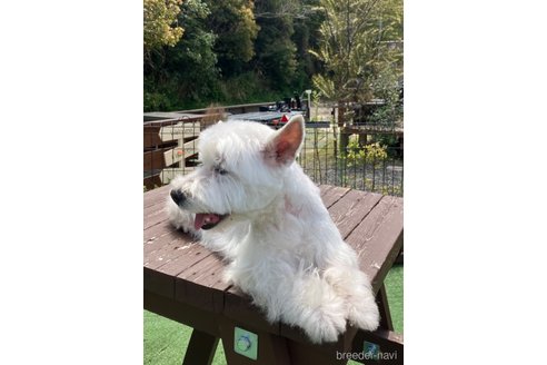 シオンちゃん1枚目