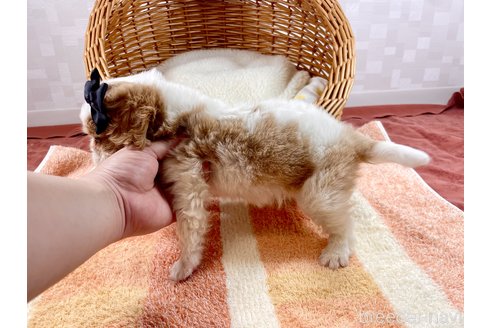 成約済の埼玉県のキャバリアキングチャールズスパニエル-307005の5枚目