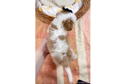 成約済の埼玉県のキャバリアキングチャールズスパニエル-307005の4枚目
