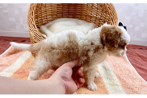 成約済の埼玉県のキャバリアキングチャールズスパニエル-307005の3枚目