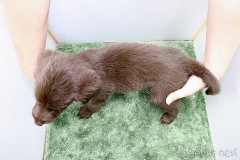 成約済の群馬県のフラットコーテッドレトリーバー-309495の2枚目