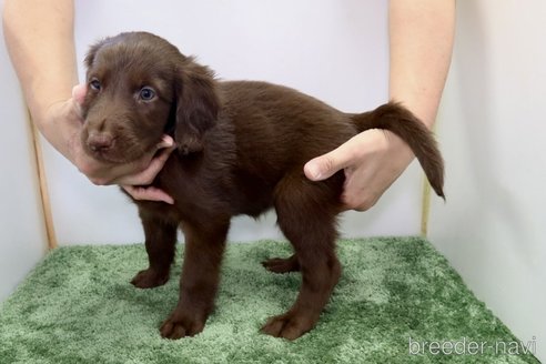 成約済の群馬県のフラットコーテッドレトリーバー-309497の3枚目