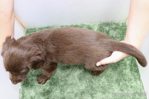 成約済の群馬県のフラットコーテッドレトリーバー-309497の2枚目