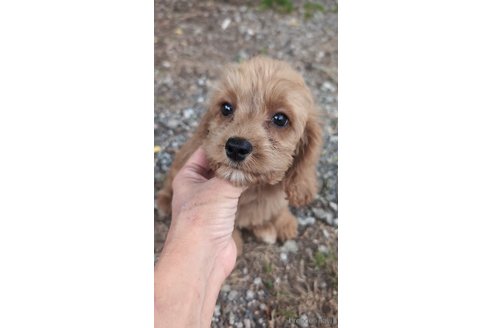 成約済の宮崎県のコッカプー:アメリカンコッカースパニエル×トイプードル-303221の1枚目