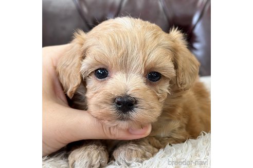 成約済の香川県のマルプー:マルチーズ×トイプードル-313144の1枚目