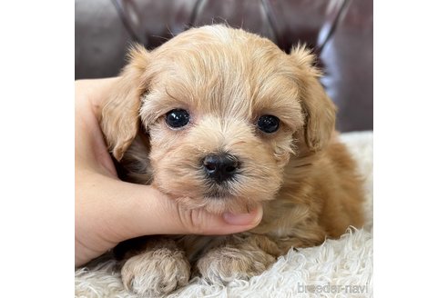 成約済の香川県のマルプー:マルチーズ×トイプードル-313144の5枚目