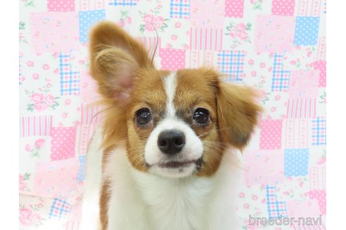 成約済の千葉県のパピヨン-286538の5枚目