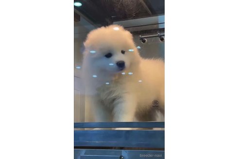 成約済の千葉県のサモエド-313149の3枚目