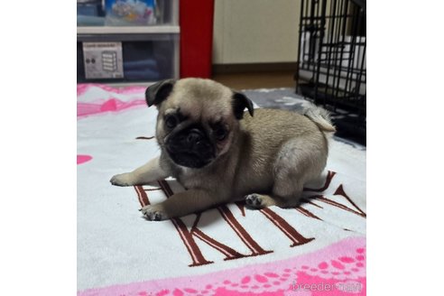 成約済の岡山県のパグ-304620の10枚目