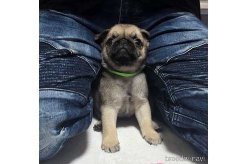 成約済の岡山県のパグ-304620の9枚目