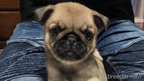 成約済の岡山県のパグ-304620の8枚目