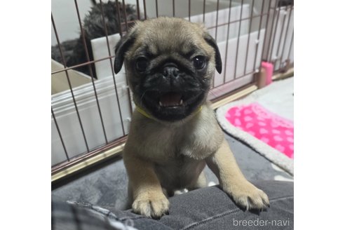 成約済の岡山県のパグ-304624の9枚目