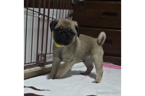 成約済の岡山県のパグ-304624の8枚目