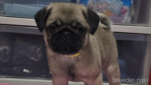 成約済の岡山県のパグ-304624の7枚目