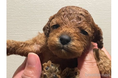 成約済の滋賀県のトイプードル-312123の4枚目