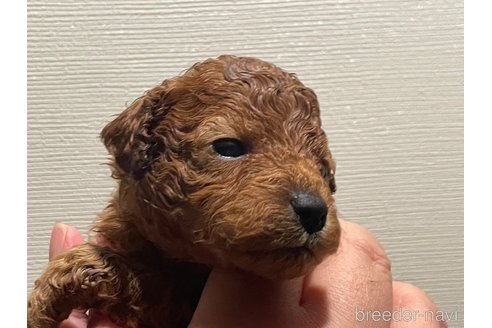 成約済の滋賀県のトイプードル-312123の3枚目