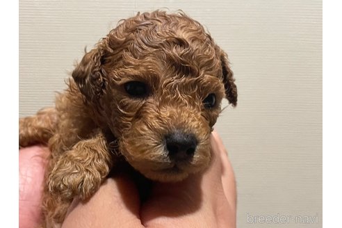 成約済の滋賀県のトイプードル-312124の3枚目