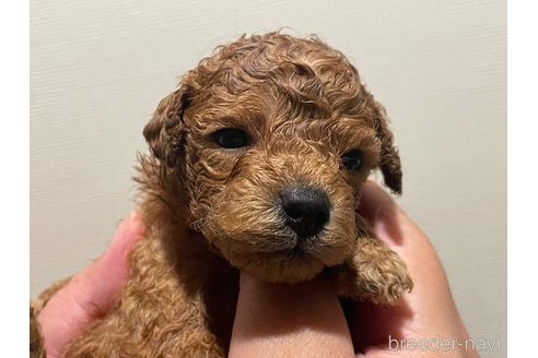 成約済の滋賀県のトイプードル-312124の2枚目
