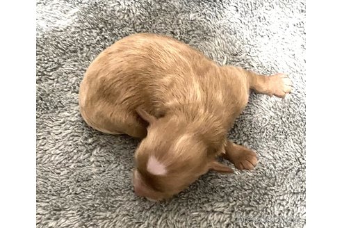 成約済の埼玉県のマルプー:マルチーズ×トイプードル-313175の9枚目