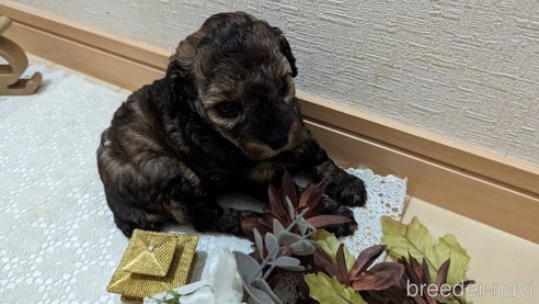 成約済の広島県のトイプードル-311251の24枚目