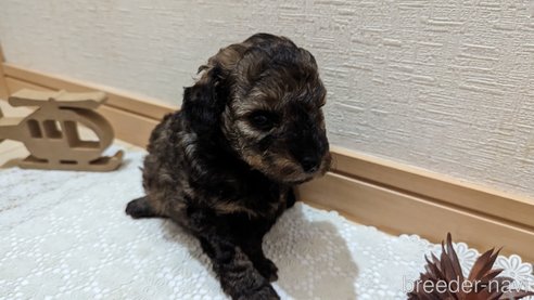 成約済の広島県のトイプードル-311251の18枚目