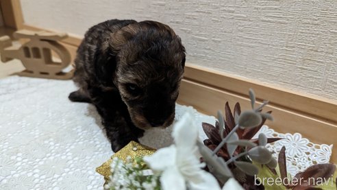 成約済の広島県のトイプードル-311251の16枚目