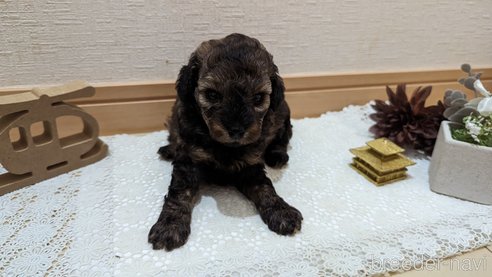 成約済の広島県のトイプードル-311251の15枚目