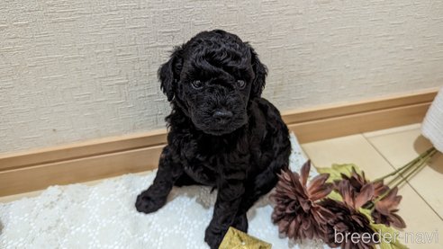 成約済の広島県のトイプードル-311253の106枚目