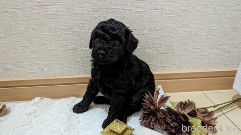成約済の広島県のトイプードル-311253の102枚目