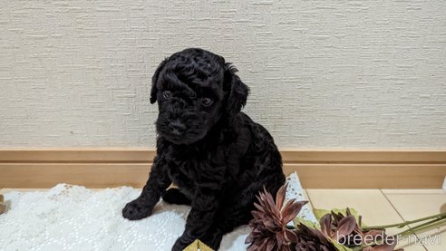 成約済の広島県のトイプードル-311253の103枚目