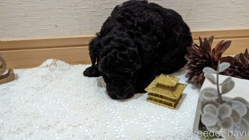 成約済の広島県のトイプードル-311253の96枚目