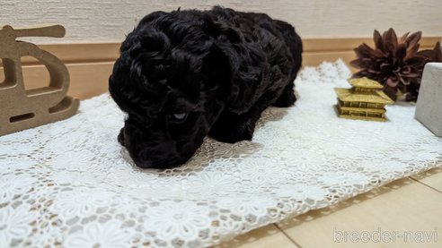 成約済の広島県のトイプードル-311253の95枚目