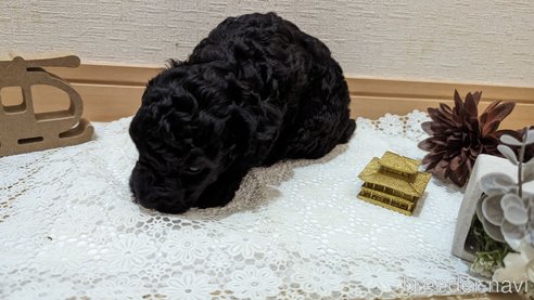 成約済の広島県のトイプードル-311253の92枚目