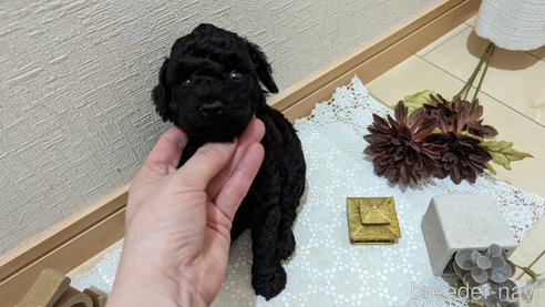 成約済の広島県のトイプードル-311253の93枚目