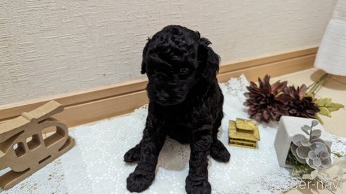 成約済の広島県のトイプードル-311253の90枚目
