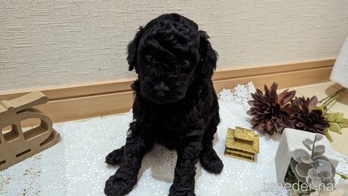 成約済の広島県のトイプードル-311253の89枚目