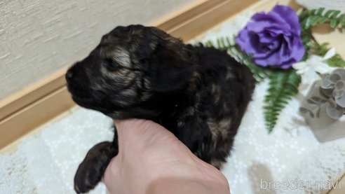 成約済の広島県のトイプードル-313193の13枚目