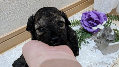 成約済の広島県のトイプードル-313193の15枚目
