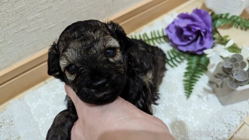 成約済の広島県のトイプードル-313193の16枚目