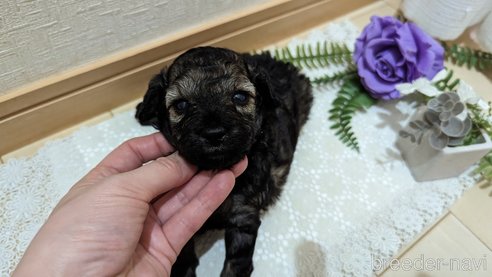 成約済の広島県のトイプードル-313193の10枚目