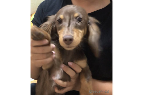 成約済の福岡県のミニチュアダックスフンド(ロングヘアード)-288793の1枚目