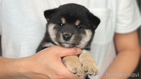 商談中の愛知県の柴犬-307178