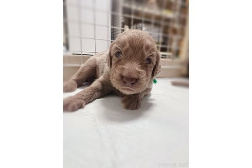 成約済の神奈川県のワイマラナー-313206の2枚目